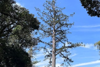 當臺灣最長河遇見島上最高樹：記「卡阿郎巨木」與美麗島的原住民們