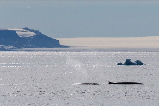 冰島扭轉「吃鯨肉」形象 2024年將停止商業捕鯨