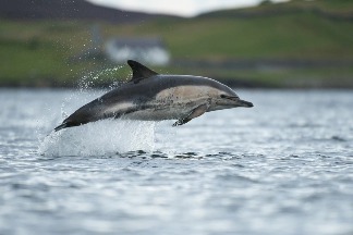 史上首度觀察到野生海豚對港灣鼠海豚「說話」
