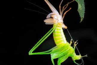 為什麼昆蟲、毛蜘蛛，以及其他生物要蛻皮？