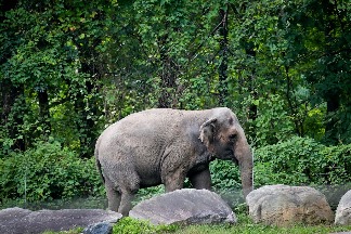 紐約最高法庭裁定大象「快樂」不能被視為一個人