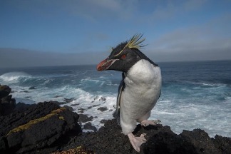 企鵝的演化速度慢吞吞，使牠們容易受到氣候變遷影響