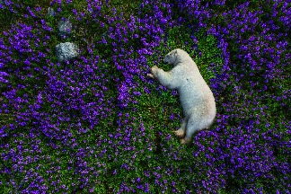 夏日北極熊
