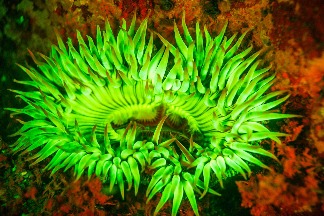 螢光色的海葵