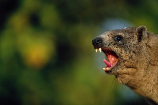 為什麼這種毛茸茸的雄性哺乳類會以類人的節奏唱歌？