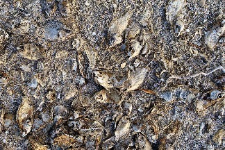 沙灘上的魚屍
