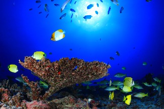 夏威夷生魚飯意外受惠 研究：海洋保護區效果外溢 區外黃鰭鮪也增加