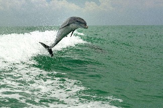 飛躍的海豚