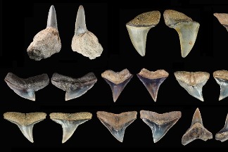 嘉義牛埔軟骨魚化石群聚 再現更新世大白鯊生態環境