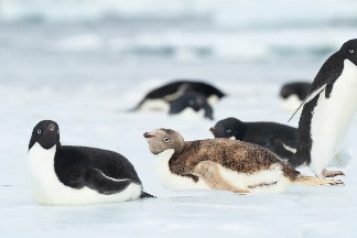 有圖為證！南極發現罕見的「金毛企鵝」