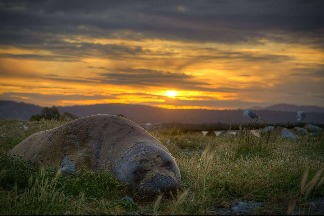 夕陽下的象鼻海豹