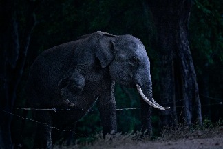 與大象為鄰的生活