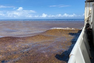 大西洋馬尾藻失控成災 新創公司擬用機器人將海藻沉入海底固碳
