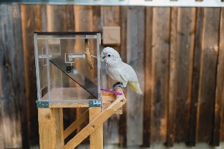 黑猩猩、人類，加上鸚鵡
