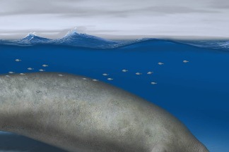 藍鯨靠邊去：史上最大動物可能即將洗牌