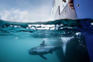 這對共游了六千多公里的大白鯊是好朋友嗎？