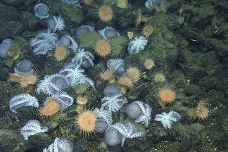 科學家發現加州深海「章魚花園」 逾2萬隻章魚群聚海底溫泉創造生態綠洲