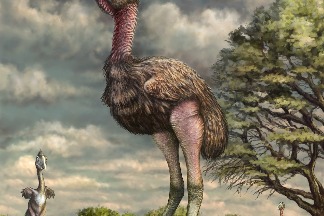 是什麼讓「駭鳥」那麼可怕？新發現的化石足跡揭露了殺手鳥爪