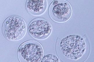 人類首次在太空中培育老鼠胚胎