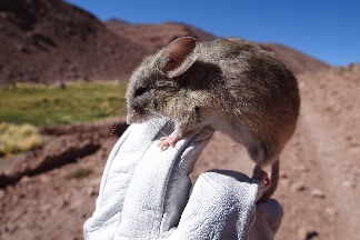 火星般的惡劣環境 智利海拔6700公尺高山發現老鼠「木乃伊」