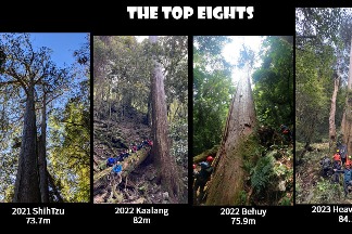尋遍巨木 找樹的人團隊見證臺灣巨木的現身與死亡