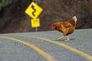 過馬路的雞