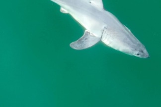 這可能是人類首次拍到新生大白鯊