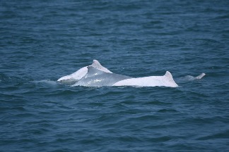 臺灣白海豚成員再+1 少年期個體「OCA070」連續三年現蹤！