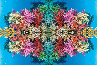 珊瑚萬花筒