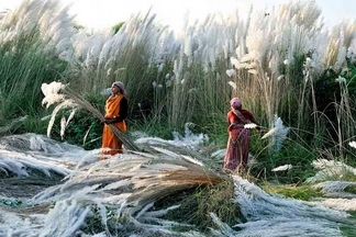 印度：收割蘆葦