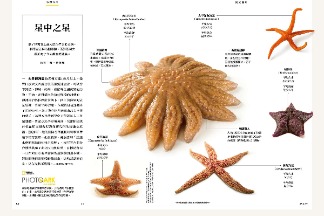 星中之星
