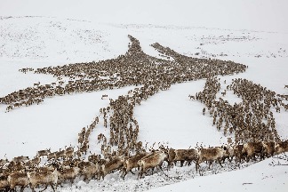 人與動物的三部曲