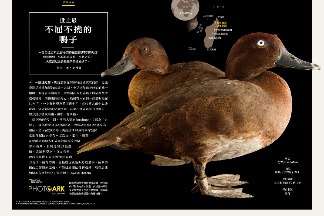 世上最不屈不撓的鴨子