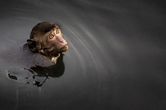 等待之間：游泳的猴子