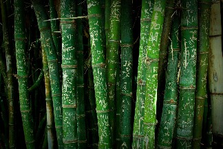 竹牆留念