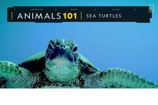 101動物教室：海龜