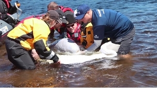 小白鯨大救援！ 看救援團隊如何拯救一隻受困於河中的白鯨