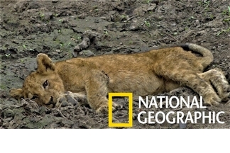 獨家畫面：是什麼神秘疾病癱瘓了南非的幼獅？
