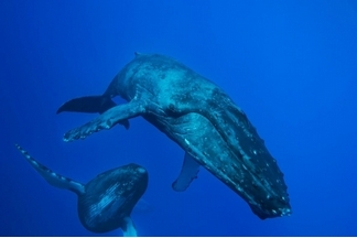 神祕的座頭鯨「歌曲」被偵測到了？