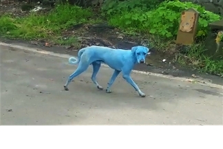 印度街頭的藍色狗狗