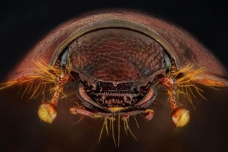 昆蟲眼睛的演化之謎