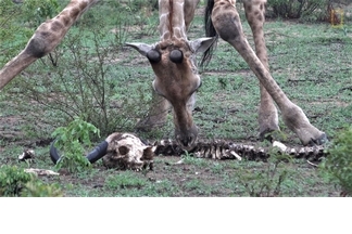 長頸鹿竟然也會吃骨頭？！
