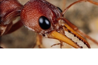 螞蟻為什麼要埋葬同伴？社會性昆蟲的葬禮二三事