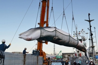 日本退出國際捕鯨委員會，將重啟商業捕鯨