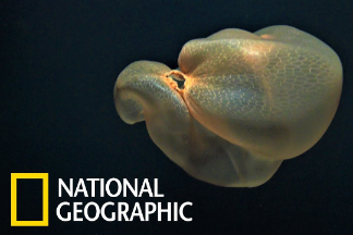 罕見畫面：遙控水下載具拍到神祕「胎盤水母」
