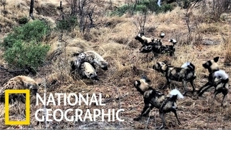 為了食物，非洲野犬與鬣狗打起了群架！