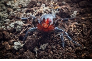 澳洲發現有紅色毒牙的神祕蜘蛛