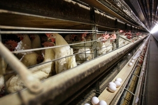 數百萬美國雞隻感染禽流感　人類是否有感染風險？