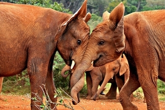 重獲新生：肯亞孤兒象