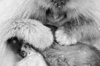 雪猴泡湯：梳理幼猴